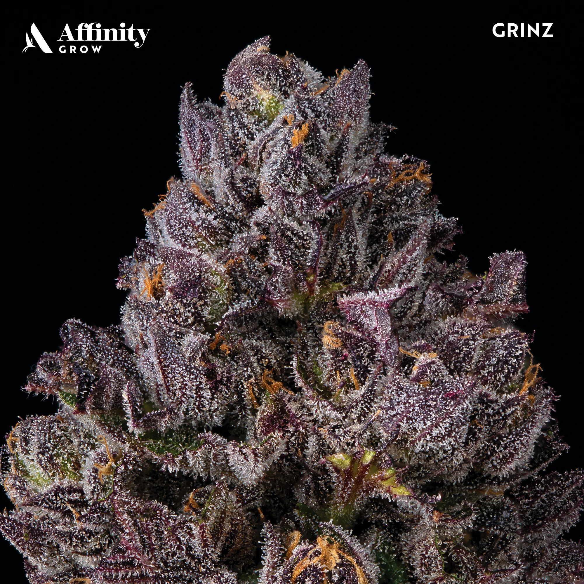 AFFINITY - Grinz Flower T16.48% H 00255 Main Image