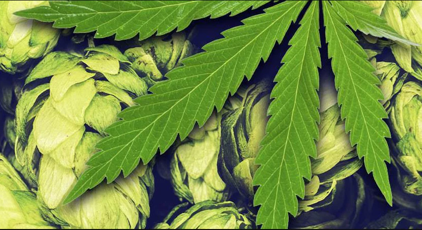 Hemp & Hops - Loyalty Membership - $100 Main Image