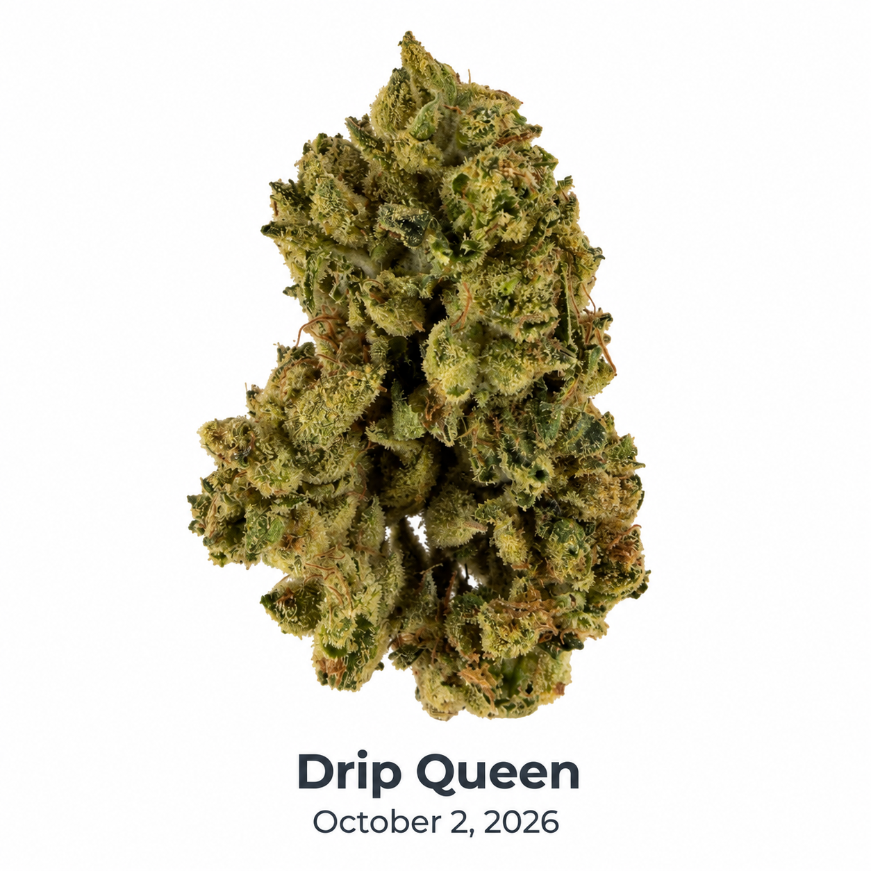HDH Drip Queen