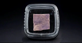 House Of Sacci: Trop Cherry | Hash | [1G]