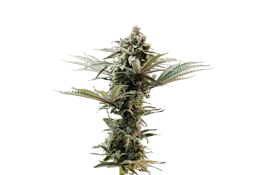 VERTICAL - HYPNOTIC 3.5 GRAMS
