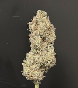 ALTERNATIVE SOLUTIONS - Hashburger 3.5 Gram Jar by Alt Sol