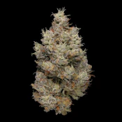 Hash Burger ( I ) Plaid Jacket Flower - 7g