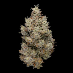 PLAID JACKET - Hash Burger ( I ) Plaid Jacket Flower - 7g