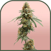 Hawaiian Fanta | Pre-packaged 3.5g