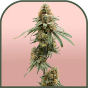 Hawaiian Fanta | Pre-packaged 3.5g