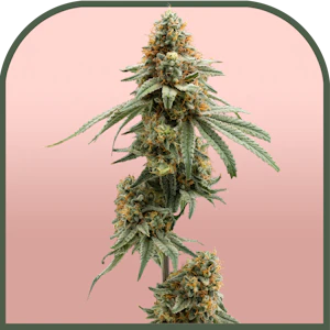 Unbound - Hawaiian Fanta | Pre-packaged 3.5g