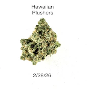 P37 - Hawaiian Plushers 