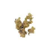 High Noon | Helen Back | B Buds