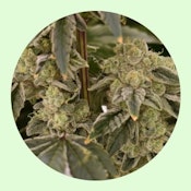 Renewal Gardens | Sour Cheese Berry | 3.5g [S]