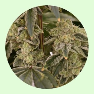 Renewal Gardens - Renewal Gardens | Sour Cheese Berry | 3.5g [S]