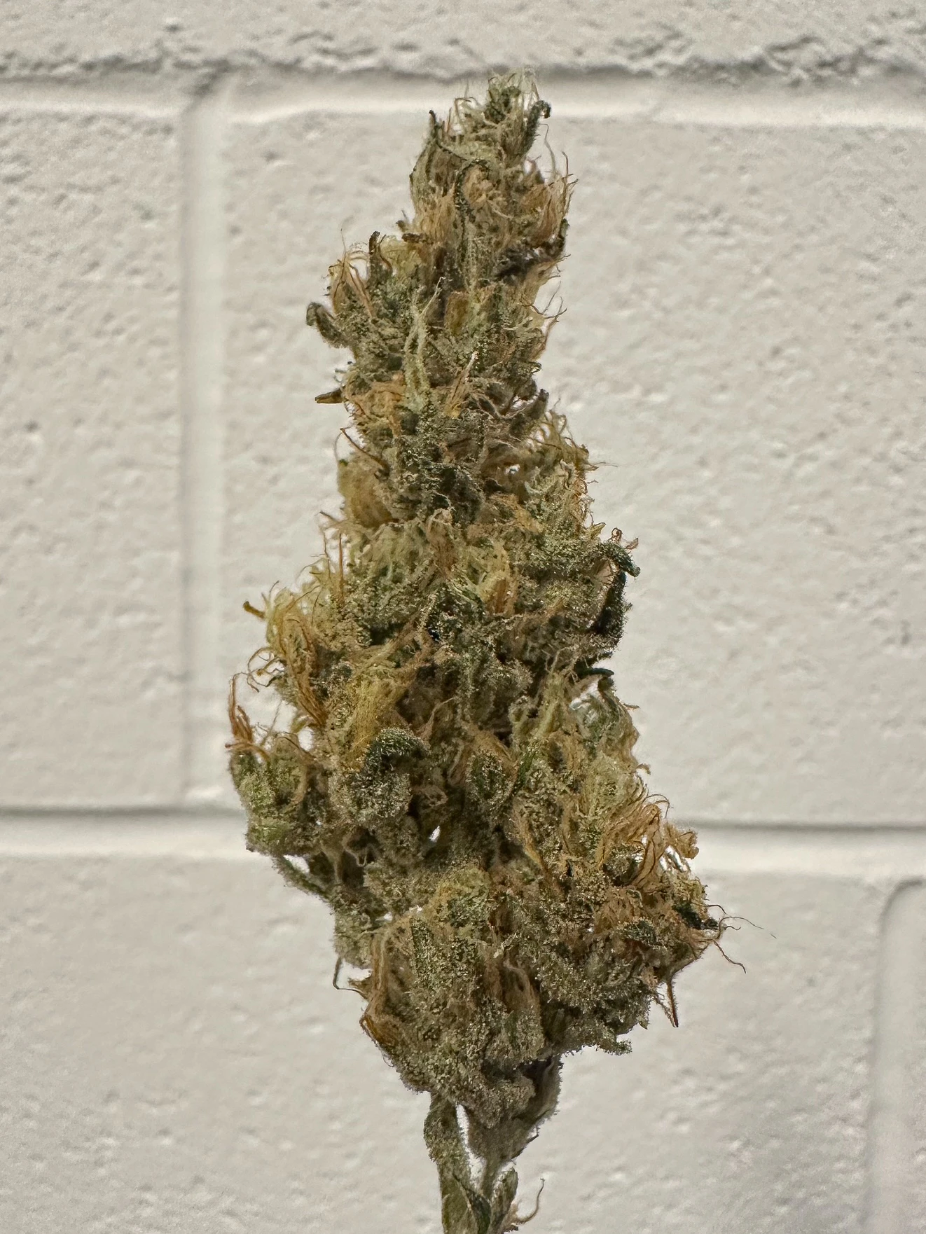 Choof By Alt Sol - Honey Banana 3.5G by Choof Main Image