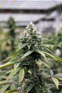 FARMER G - FARMER G - HORCHATA 3.5 GRAMS