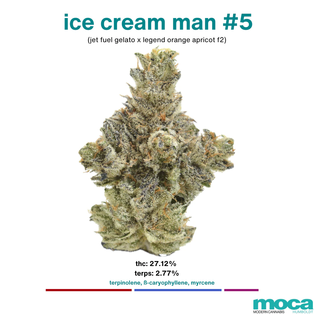 MOCA Flowers - MOCA Flowers - 1/8th Jar - Ice Cream Man #5 Main Image