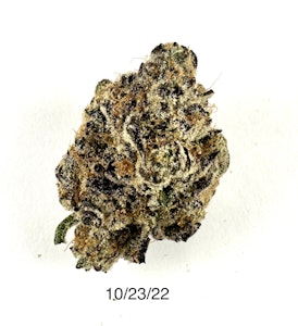 PROHIBITION 37 - P37 - Golden Poppy