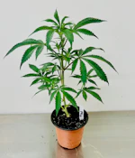 Clone | Deadhead OG
