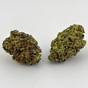 Alta Gardens | Flower [I] | GMO x Sherbcrasher