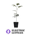 Pruf Cultivar Colombian Mojito Clone