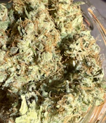 *STRAIN OF THE WEEK* Rootbeer Papaya Haze (Tom's Float)  | Stony Brook Organics