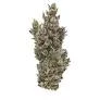 Fig Farms - Fig Farms - Flower - Smalls - Lemon Cherry Gelato - 7G Main Image