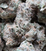 GMO x Amnesia haze INDOOR 