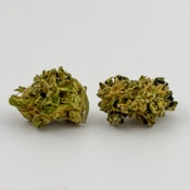 Alta Gardens | Flower [H] | Jealousy Gelato (8106)