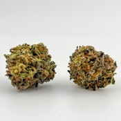 Alta Gardens | Flower [I] | Gas Face (8737)