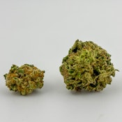 Alta Gardens | Flower [I] | GMO x Sherbcrasher (9361)