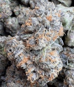 🏝️Tropical Z indoor