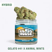Glass House - Flower - Gelato 41 x Animal Mints - 3.5g