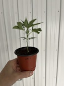 UNICORN MEAT CLONE