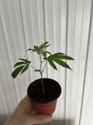 WHITE WEDDING CLONES