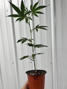 BUCKIN RUNTZ CLONES