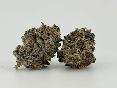 FOCUS NORTH - Focus North | Flower [I] | Hash Burger (0891)