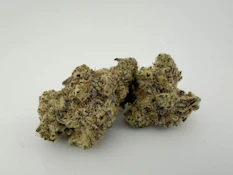 Focus North | Flower [H] | MAC (0365)