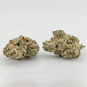 Focus North | Flower [H] | Yin Yang (5523) 