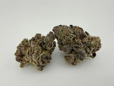 Focus North | Flower [H] | Whistlin Pixie (0889)