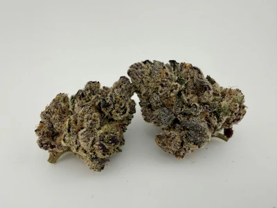 FOCUS NORTH - Focus North | Flower [H] | Whistlin Pixie (0889)