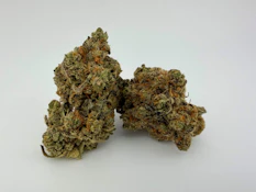 Focus North | Flower [S] | Trop Fire Breath (0890)