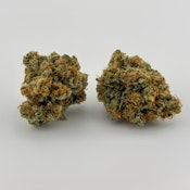 Focus North | Flower [S] | Colorado Sunshine (7407)