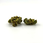 Williams Wonder | Flower [I] | Black Cherry Lotus (9145)