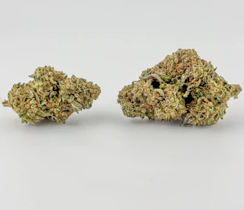 Williams Wonder - Williams Wonder | Flower [I] | Scary Cherries (6023)