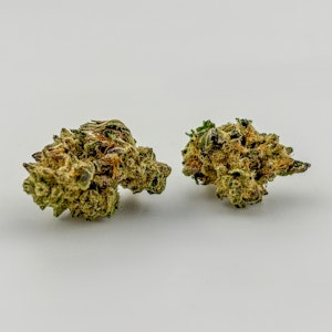 Williams Wonder - Williams Wonder | Flower [H] | Ice Koffee (9447)