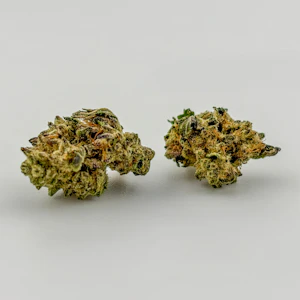 Williams Wonder - Williams Wonder | Flower [I] | Ice Koffee (1421)