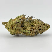 Williams Wonder | Flower [I] | Roasted Garlic Margy (7373)