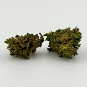 Williams Wonder | Flower [S] | Pineapple (9268)