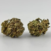 Williams Wonder | Flower [S] | Tropicana Cherries (1424)