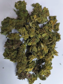JSBH | GMO | 14g Prepack