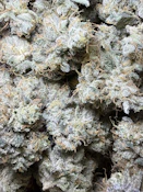 Hypnotoadz| Blackwood Cultivation