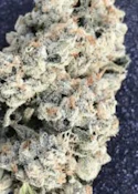 OGee Crasher | Common Citizen | Bulk Flower